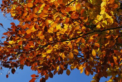 Fagus sylvatica - buk lesní - podzimní větev s listy